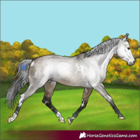 Horse Color:Gray White Spotted Brown Dun