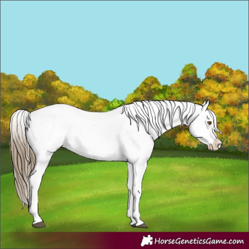 Horse Color:Buckskin Tobiano Appaloosa 