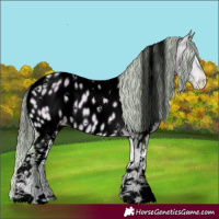 Horse Color:Gray Void Watercolor White Spotted Silver Brown Ice Pearl Onyx Appaloosa 