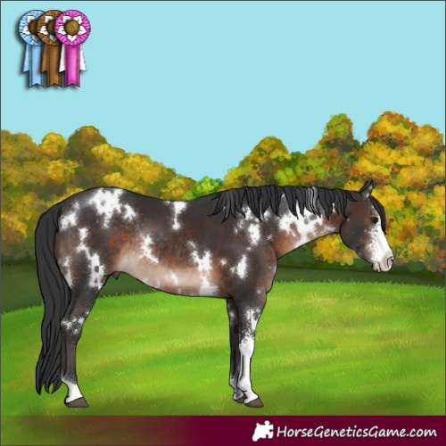 Horse Color:White Spotted Brown Sabino Rabicano 