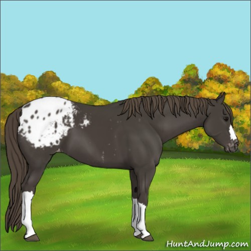 Horse Color:Smoky Black Appaloosa 