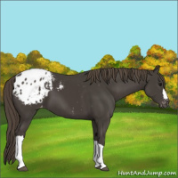 Horse Color:Smoky Black Appaloosa 