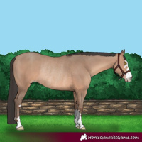 Horse Color:Sable Champagne Rabicano 