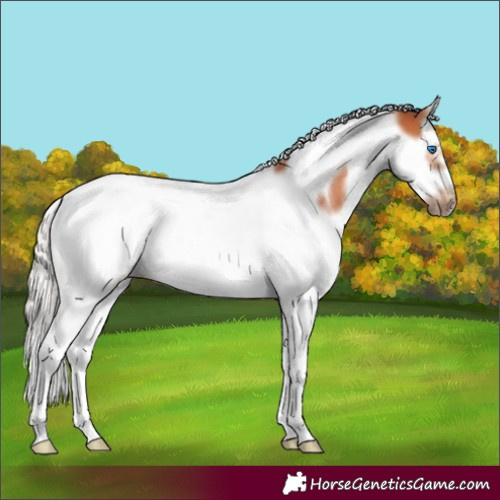 Horse Color:Silver Bay Splash Tobiano Frame 