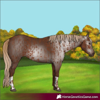 Horse Color:Chestnut  and Gray Chestnut 