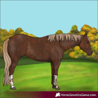 Horse Color:Chestnut  and Gray Chestnut 