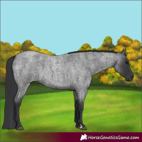 Horse Color:Blue Roan 