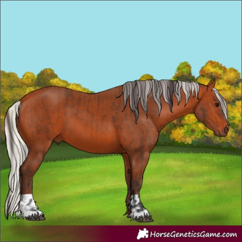 Horse Color:Bay  and Silver Bay 