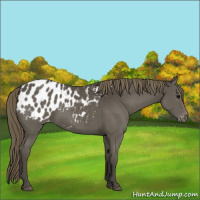 Horse Color:Smoky Black Appaloosa 