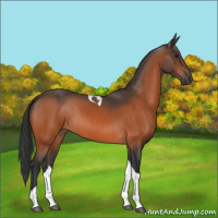 Horse Color:Bay Tobiano 