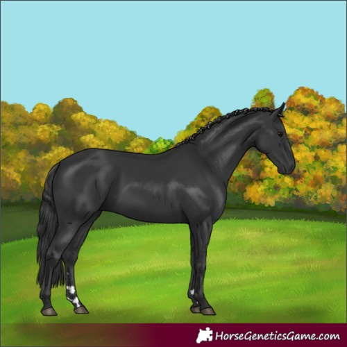 Horse Color:Black 