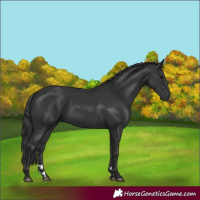 Horse Color:Black 