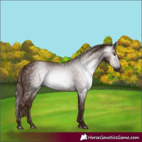 Horse Color:Gray Chestnut 