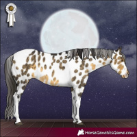 Horse Color:Buckskin Dun Tobiano Leopard Brindle 