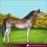 Horse Color:White Spotted Bay Splash and Gray White Spotted Bay Splash