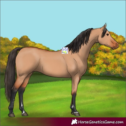 Horse Color:Bay Dun 