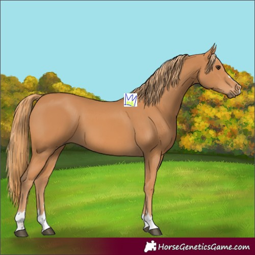 Horse Color:Chestnut 