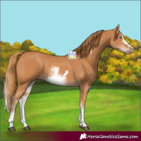 Horse Color:White Spotted Chestnut Frame