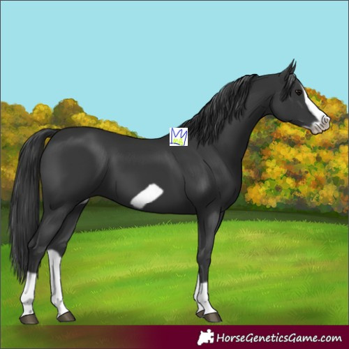 Horse Color:Black Splash Frame 