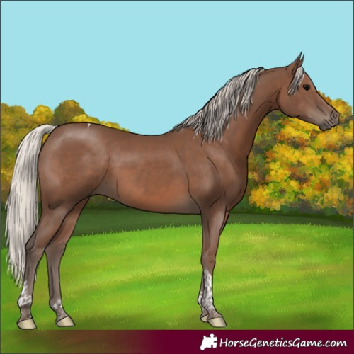 Horse Color:Silver Black Tobiano 