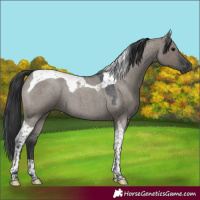 Horse Color:Grullo Roan Tobiano 