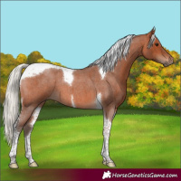 Horse Color:Silver Brown Roan Tobiano 