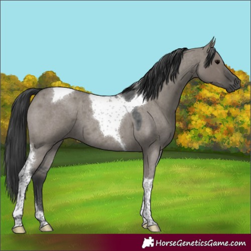 Horse Color:Grullo Roan Tobiano 