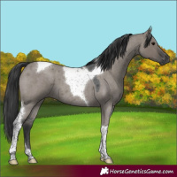 Horse Color:Grullo Roan Tobiano 