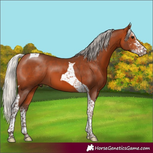 Horse Color:Silver Bay Sabino Tobiano 