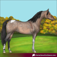 Horse Color:Brown Roan Dun Tobiano 