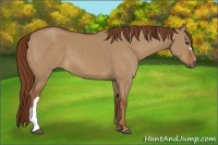 Horse Color:Red Dun 