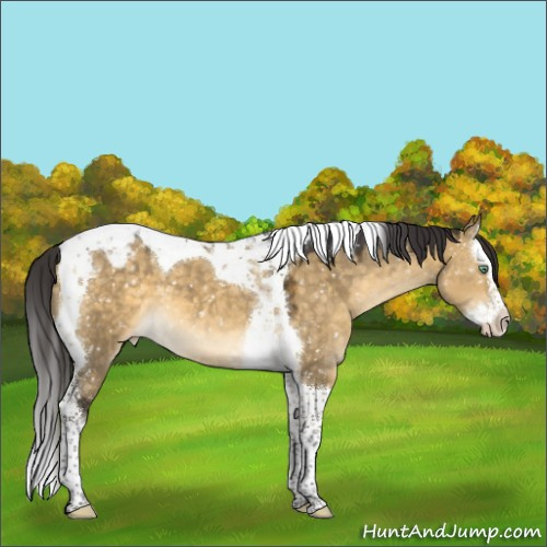Horse Color:Buckskin Dun Mushroom Splash Tobiano Appaloosa 