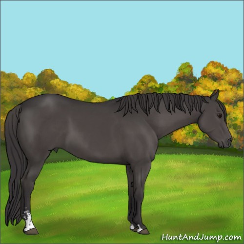 Horse Color:Smoky Black Sabino 
