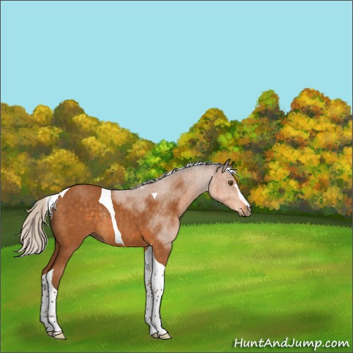 Horse Color:Silver Buckskin Sabino Tobiano Rabicano 