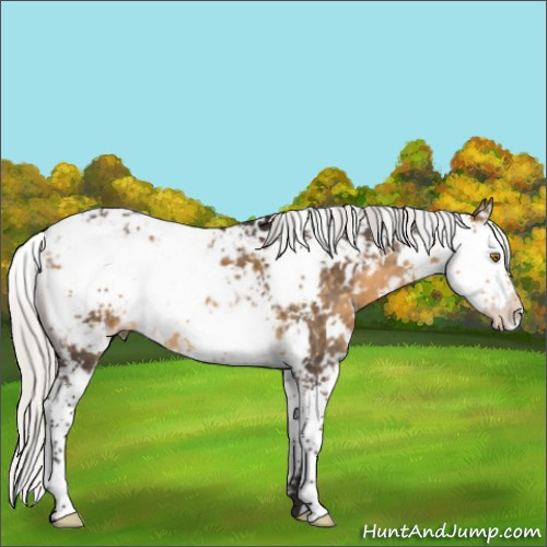 Horse Color:Silver Buckskin Sabino 