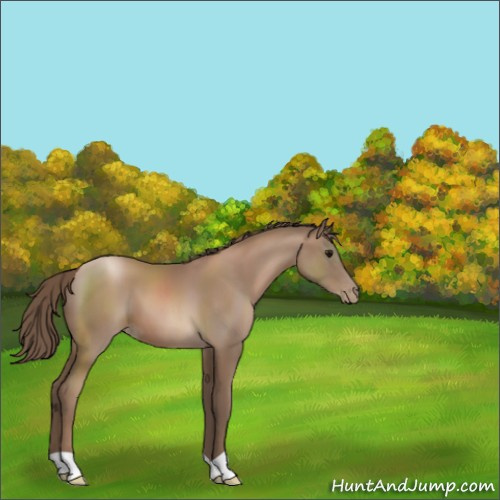 Horse Color:Black Pearl 