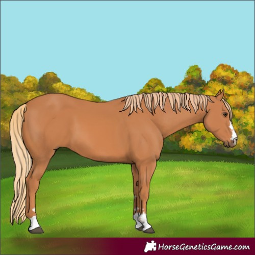 Horse Color:Chestnut 