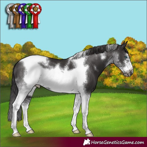 Horse Color:Smoky Black Sabino Tobiano Frame 