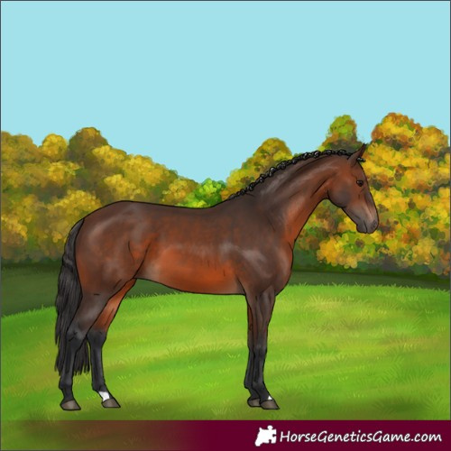 Horse Color:Brown 