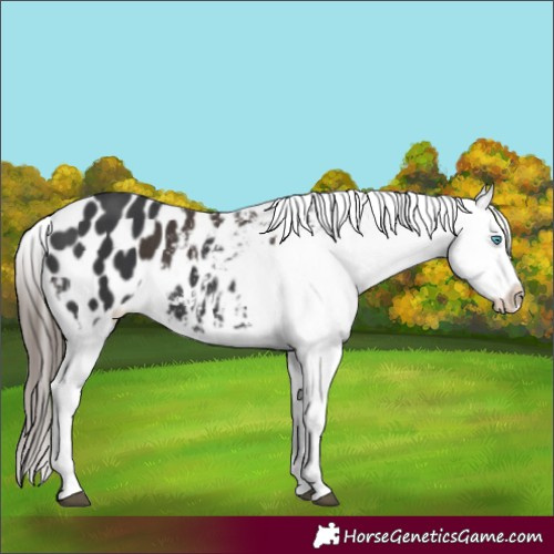 Horse Color:Liver Chestnut Sabino Splash Appaloosa  and Black Sabino Splash Appaloosa 