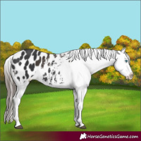 Horse Color:Liver Chestnut Sabino Splash Appaloosa  and Black Sabino Splash Appaloosa 