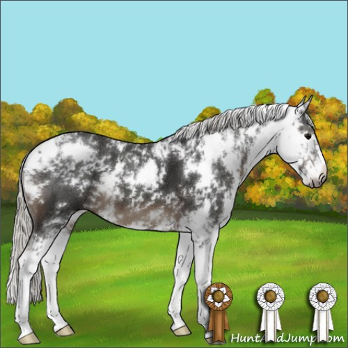 Horse Color:Gray Silver Black Sabino 