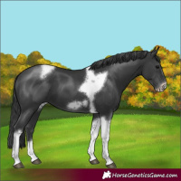 Horse Color:Black Tobiano Frame