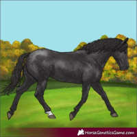 Horse Color:Smoky Black 