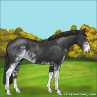 Horse Color:Black Sabino 