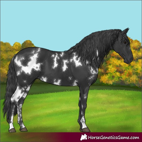 Horse Color:White Spotted Black Sabino 