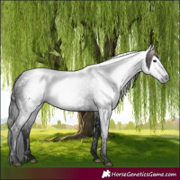Horse Color:Gray Smoky Black 