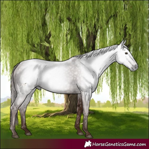 Horse Color:Gray Chestnut 