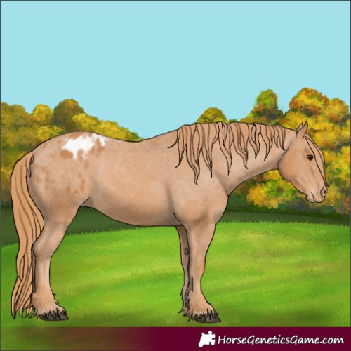 Horse Color:Chestnut Appaloosa 