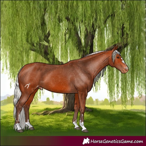 Horse Color:Silver Bay Appaloosa 